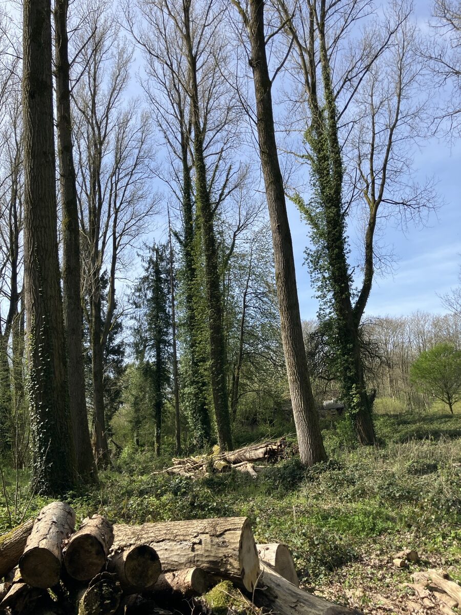 Forêt, bas du terrain