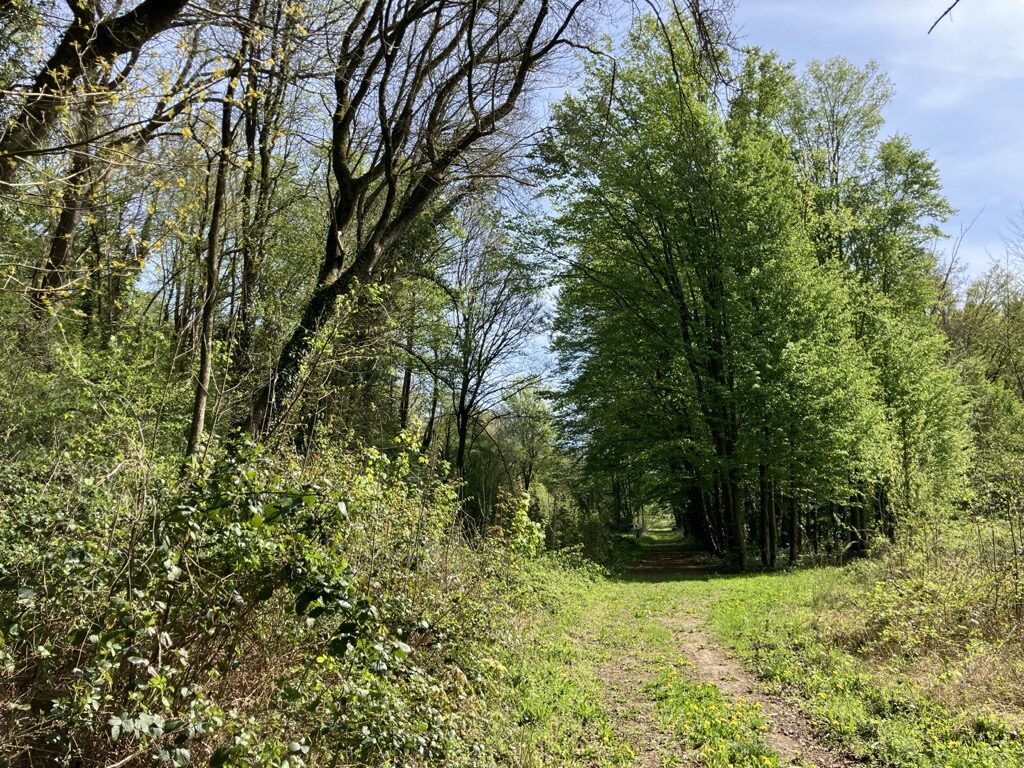 Accès carrossable, bas du terrain