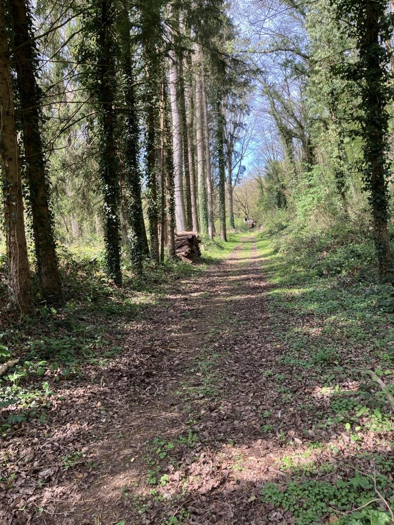 Accès carrossable, bas du terrain